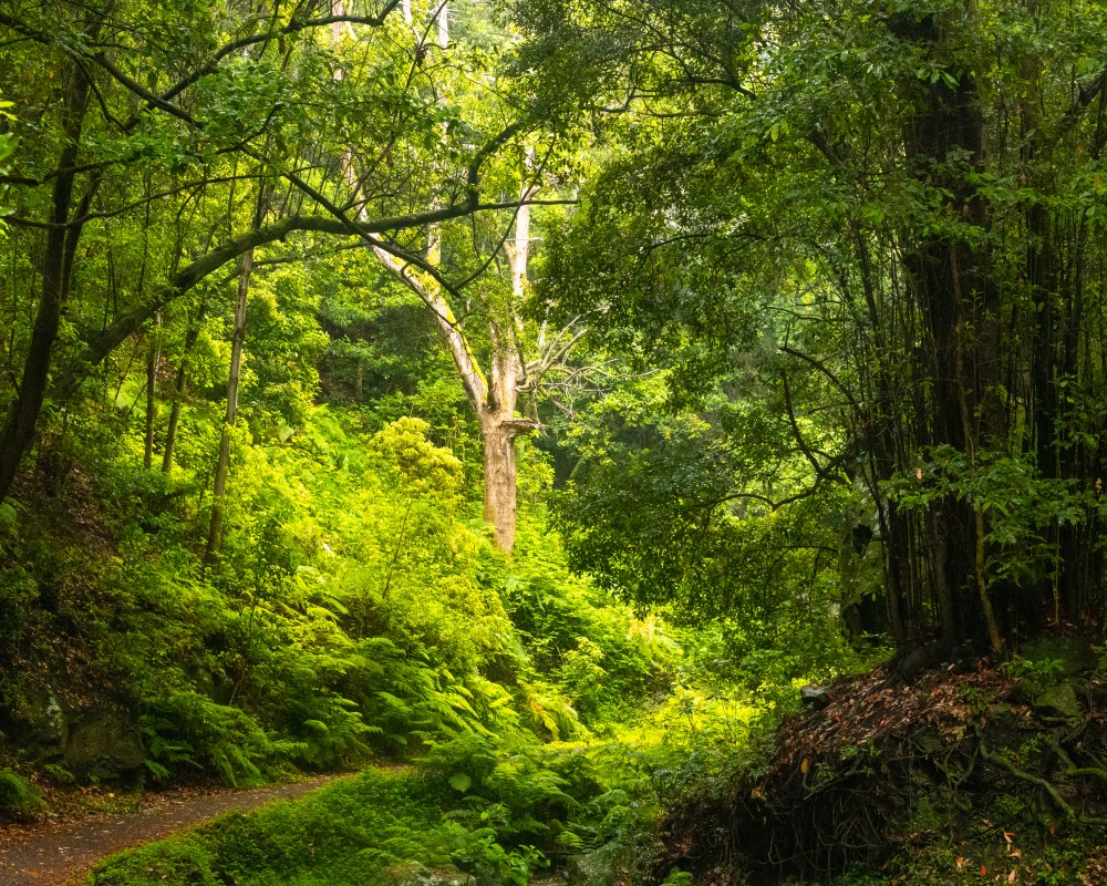 excursiones desde Santa Cruz de La Palma 4 Casa Emblemática San Sebastián